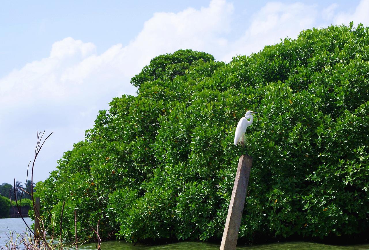 Villa Eco Green Negombo Dış mekan fotoğraf
